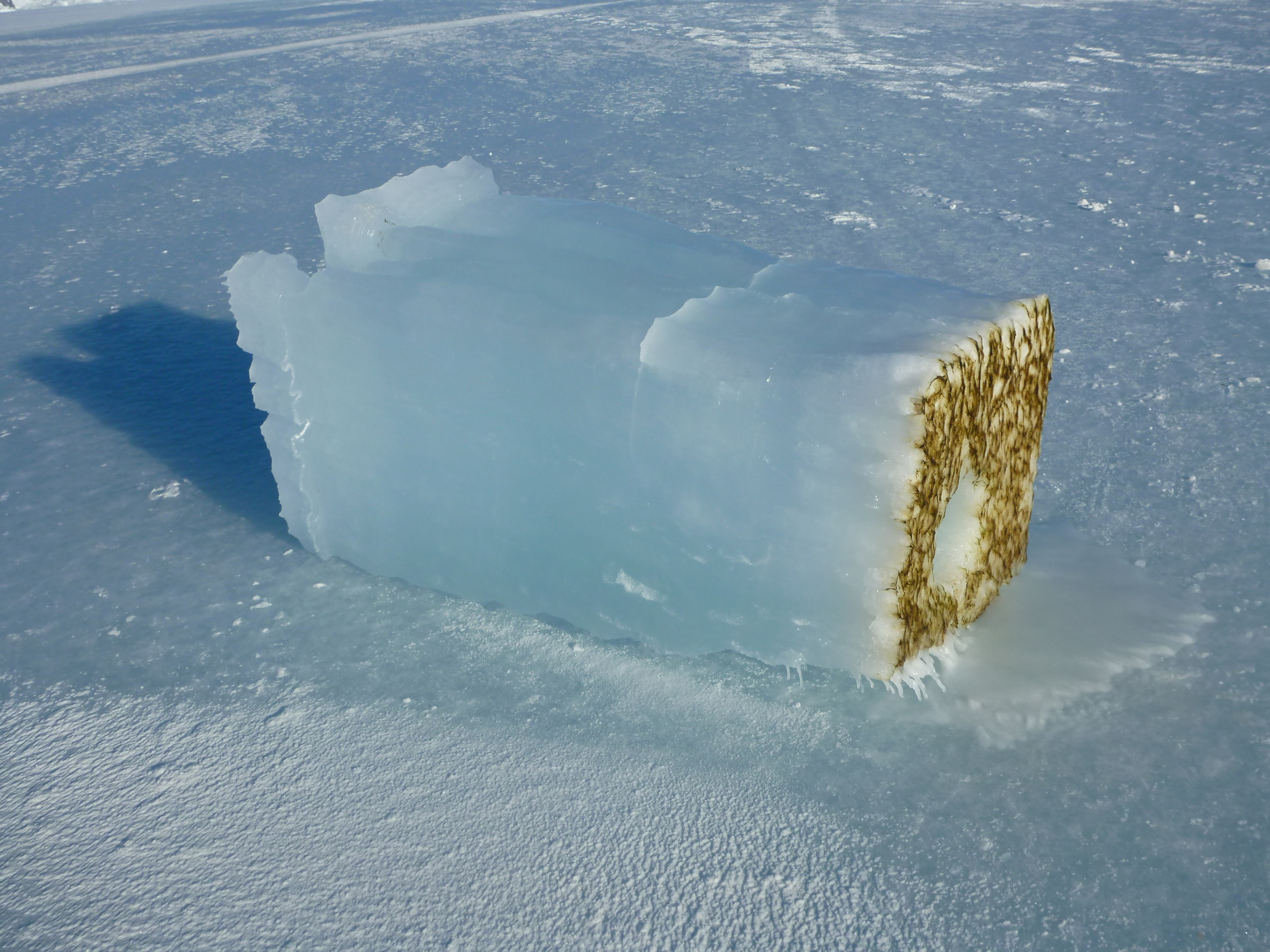 Диатомовые водоросли Антарктида. Водоросли во льду. Бактерии во льду.