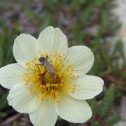 Flowers and insects are mutually dependent on each other. Changes in flowering periods now mean fewer insects in the Arctic. (Photo: Toke Thomas Høye)